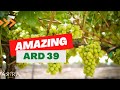 Amazing grapes ard 39 uzis vlogs pt3