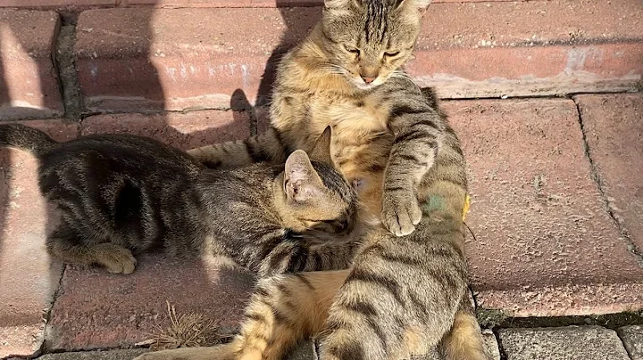 Video 3281581: kittens mother cat living, cat kitten milk, kitten funny, cute cat, baby cats, kitty