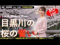 目黒川「目黒川桜の誓い」たぶん!気分がのってくる曲ですよ!人気の桜のトンネル。いろんなドラマが咲いているのでしょうね。【AI、演歌、昭和歌謡、旅、ご当地ソング、鉄道の旅】