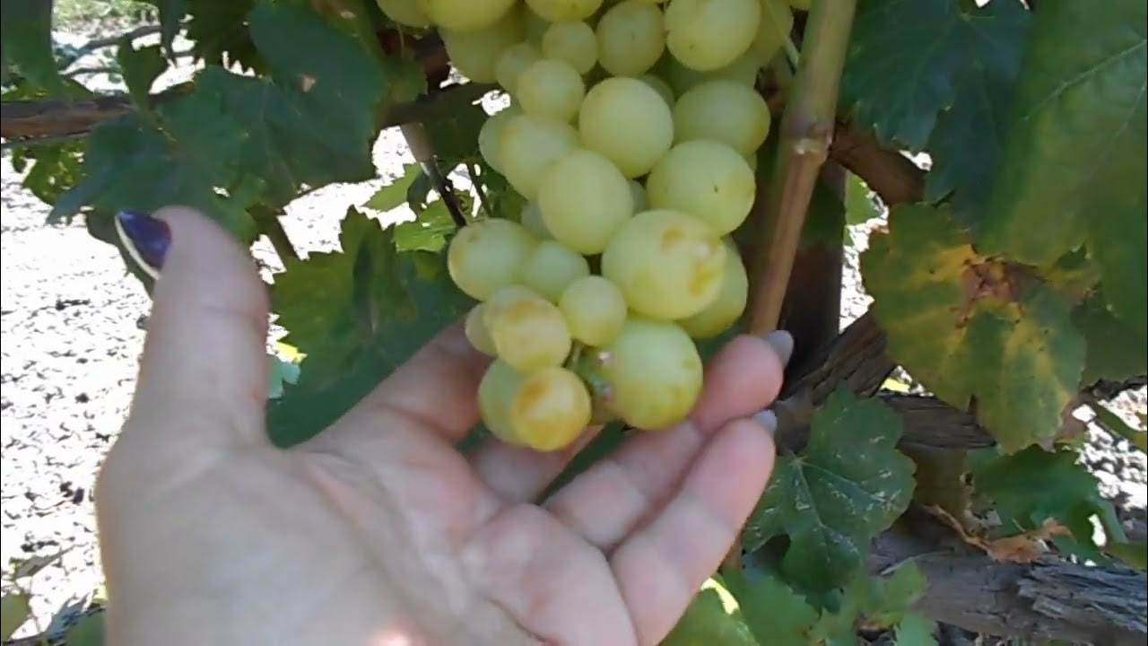 Виноград вайт роуз описание сорта фото отзывы видео Фитостудия-63.ру
