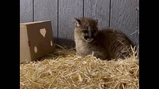 Caring for Orphaned Puma Cubs