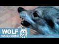 HOME WOLF and Protection Turkey || Домашний Волк Макс И Защита Индейки