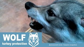 HOME WOLF and Protection Turkey || Домашний Волк Макс И Защита Индейки