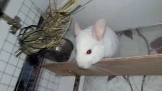 Chinchilla! Its peculiarities and differences from other rodents! How to care for a Chinchilla!