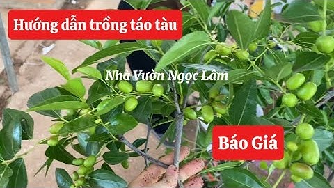 HƯỚNG DẪN TRỒNG Cây Táo Tàu và BÁO GIÁ đủ kích thước: Tiger Tooth, Silverhill, Panzao ☎️092.391.6866