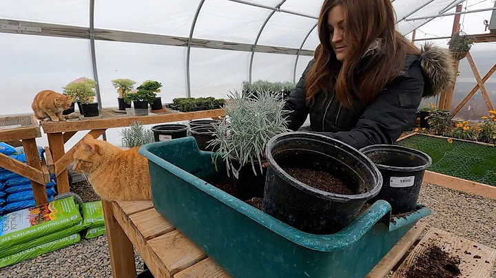 Repotting 65+ Plants in the Greenhouse!!!  // Gard...