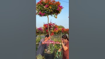 Ngũ sắc thái một cốt tàn siêu đẹp..#shorts