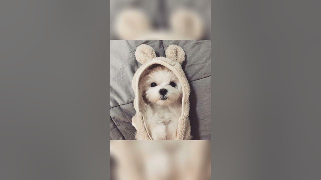 Милые пёсики 🐱 - YouTube