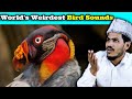 Villagers React To World's Weirdest Bird Sounds ! Tribal People React To Weirdest Bird Sounds