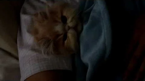 Video 557401: persian kitten, cream persian, white persian