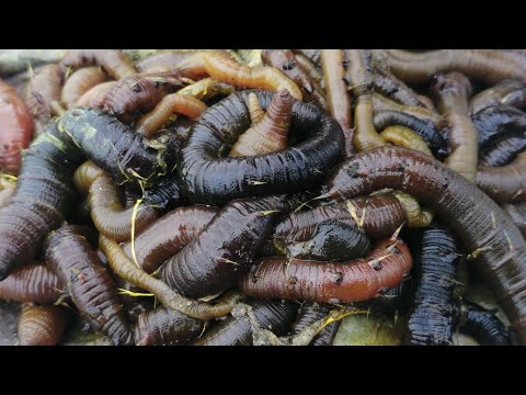 HOW TO USE WORMS FOR SEA FISHING - BAITING UP WITH RAGWORM, FRESH
