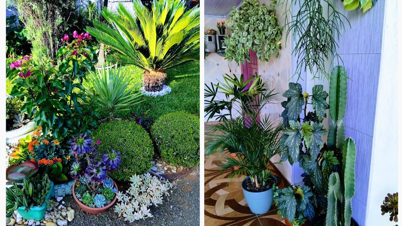 Lindas plantas em destaque no meu jardim. Pedindo desculpas  🌵🌻