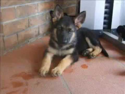 German Shepherd Puppy - Samantha