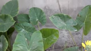 Elephant Ear Plant Propagation | Elephant Ears Indoors | How to Grow Plant From Cutting (Urdu/hindi)