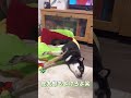 寝ながら見聞色の覇気を使う豆柴【柴犬】#shorts