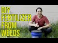 Diy free fertilizer from weeds  regenerative gardening