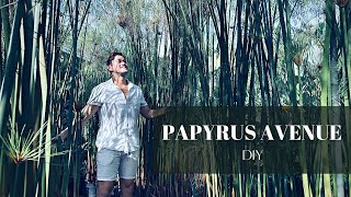 CYPERUS PAPYRUS AVENUE | DIY | Borneo