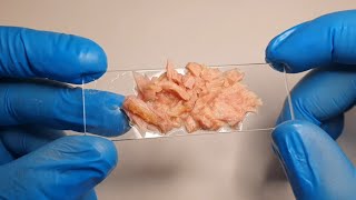 Why There Is Plastic In Fish Meat