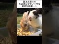 喜ぶと思って、うさぎにグラノーラをあげた結果…