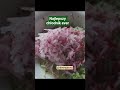 Najlepszy chłodnik ever – przepis w filmie! #zdrowie #food