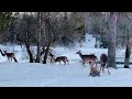 Mississaugi River Deer 2026