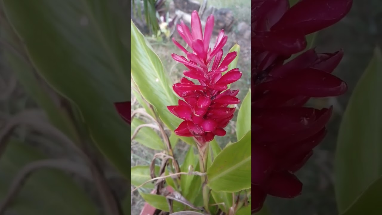 Red ginger plant