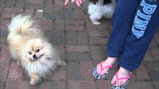 Spunky the pom and Dolly the shih tzu!