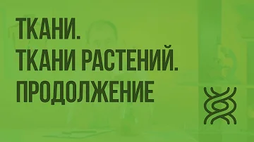Ткани. Ткани растений. Продолжение. Видеоурок по биологии 5 класс