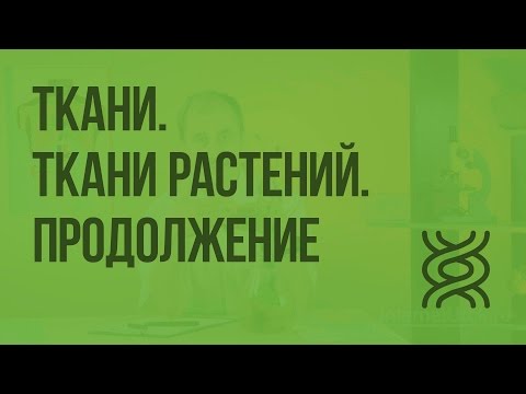 Видео: Могут ли клетки колленхимы делиться?