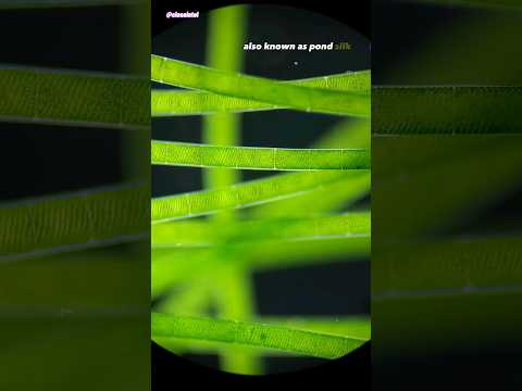 Videó: Miért a spirogyra alga?