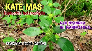MANFAAT Kate Mas Atau Patik Mas Suduk Mentul UNTUK KESEHATAN | Euphorbia heterophylla