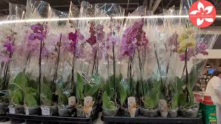 обзор орхидей в магазине LEROY MERLIN город Москва