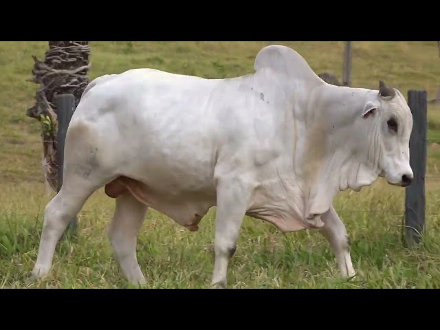 Lote 50   Leilão Touros Fazenda Santa Tereza