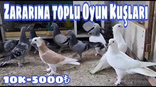Zararına Toplu Oyun Kuşları. Watsap.545.550.0192