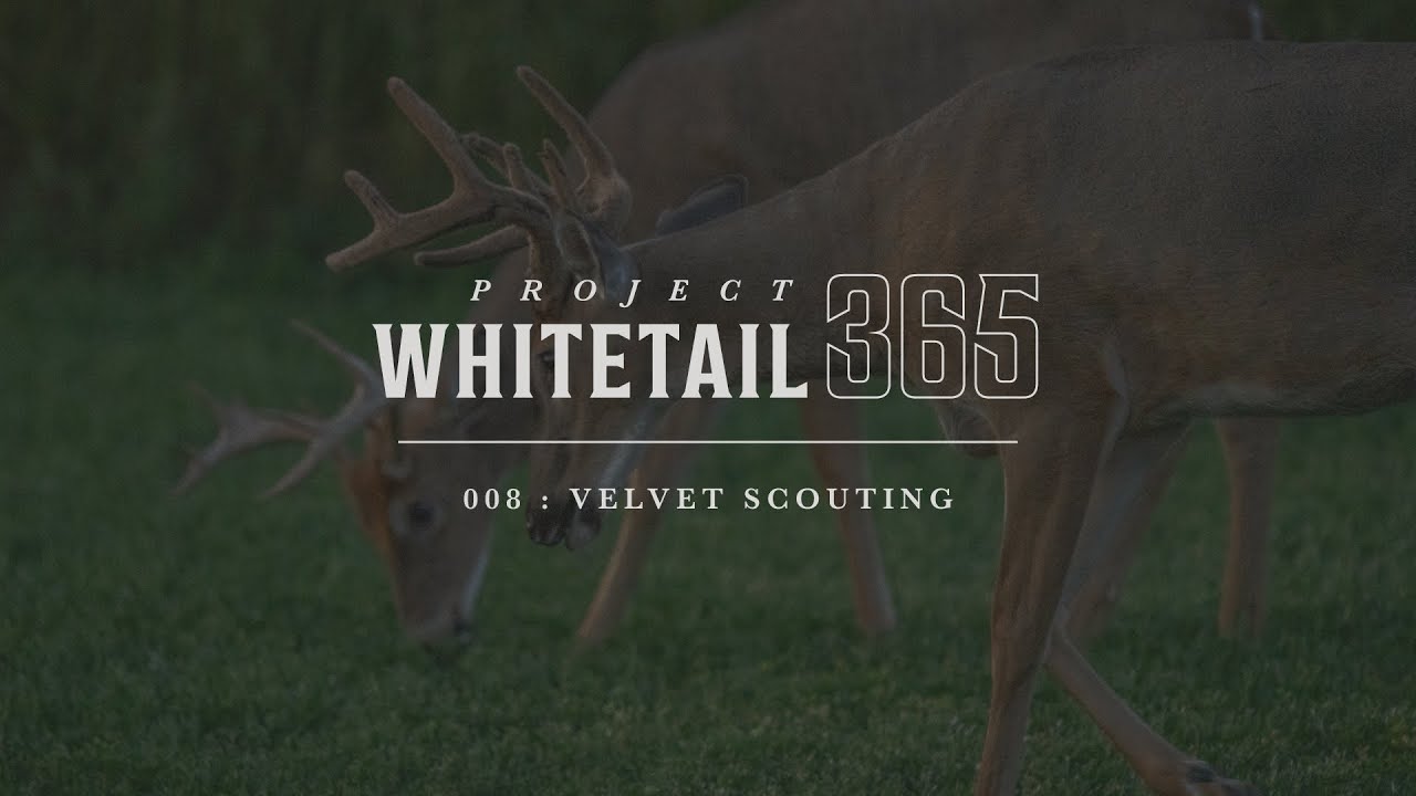 Episode 8: Project Whitetail 365 | Velvet Scouting