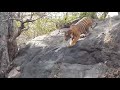 Royal Bengal Tiger Hunting Deer