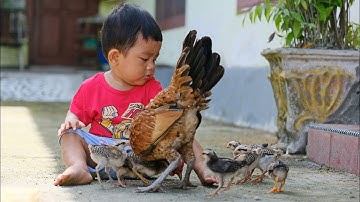 Anak Ayam Tek Kotek ll Lagu Anak Populer 2025