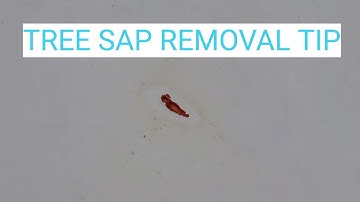 Easy Tree Sap Removal Tip