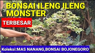 BONSAI ILENG ILENG TERBESAR