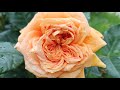 "Макушка" жаркого лета(15.07.21г)! Немного о цветении роз.