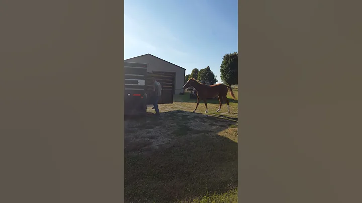 Dollar trailering