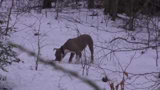 Our 2 Six Month Old Pitbull Puppies Update Playing With Rottweilers