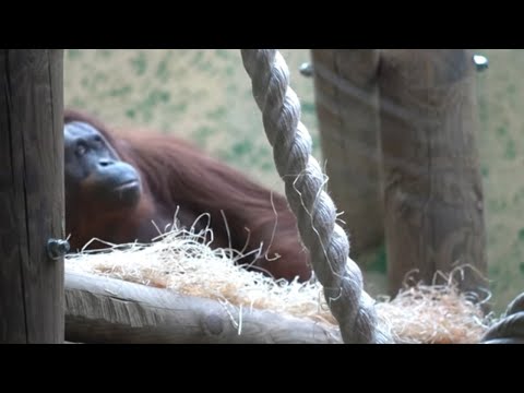 Video: Paris' Jardin des Plantes: Ang Kumpletong Gabay