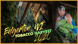 Edgerton, Wisconsin Tobacco Farmers Hang On To Tradition
