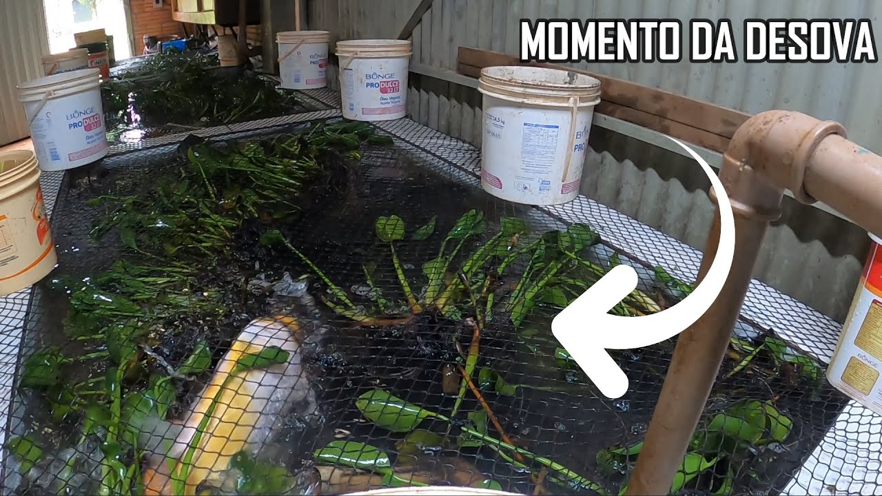 Fizemos uma reprodução de carpas com aplicação de hormônio