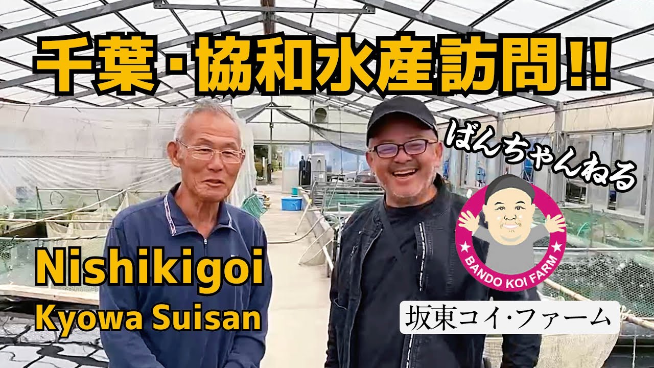 ［坂東コイ・ファーム］ばんちゃんねる　千葉・協和水産に行ってきた！　#koi #koifish #錦鯉