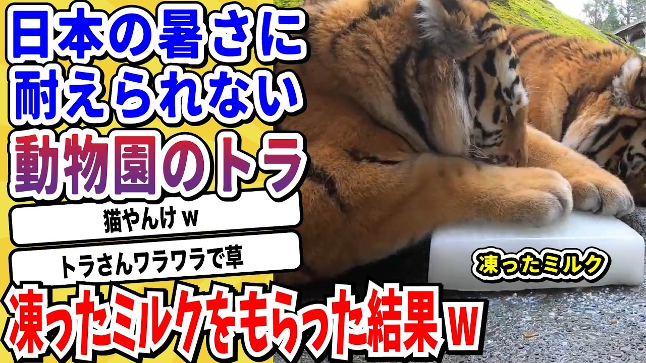 【2ch動物スレ】あまりにも暑すぎるので凍ったミルクをトラにプレゼントした結果がヤバすぎるwwwww【なんj/にちゃん 面白いスレ】