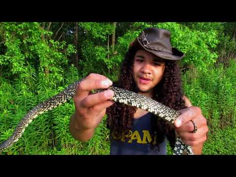 Catching a New Orleans King Snake (Herping 2021)