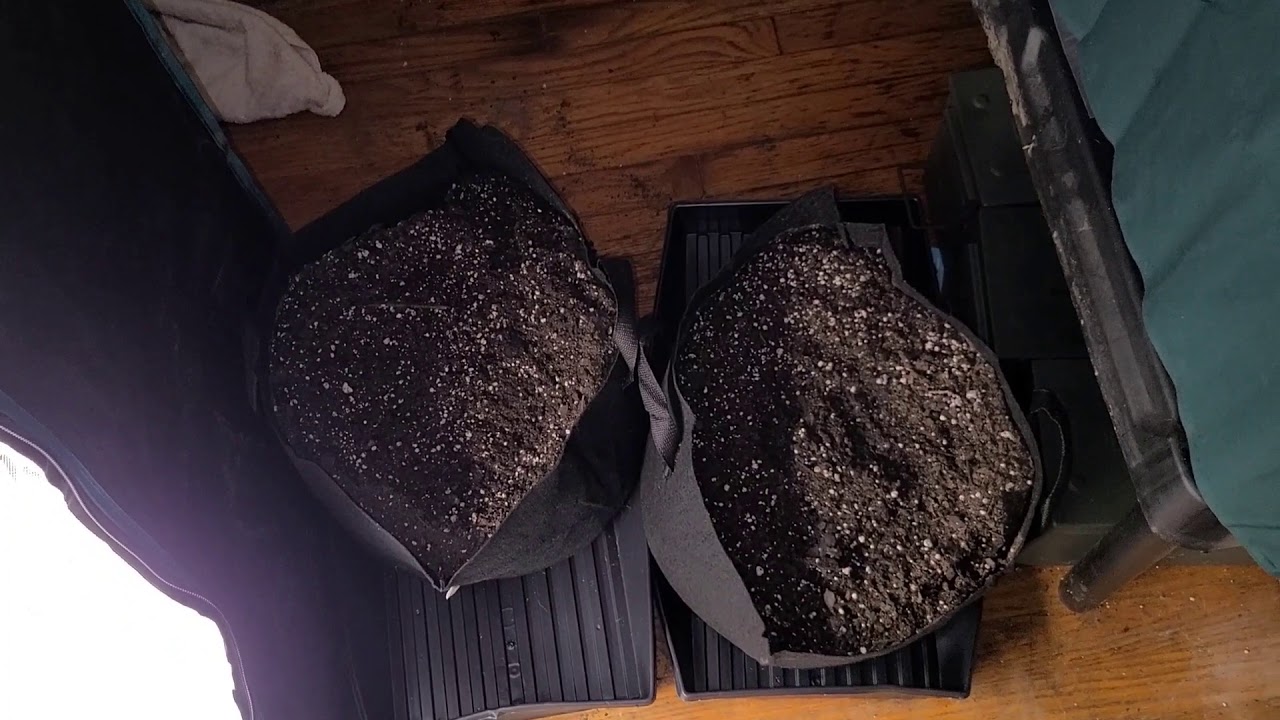 update-on-seedlings-when-does-veg-state-start-youtube