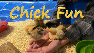 Baby Chicks in Kiddy Pool Brooder
